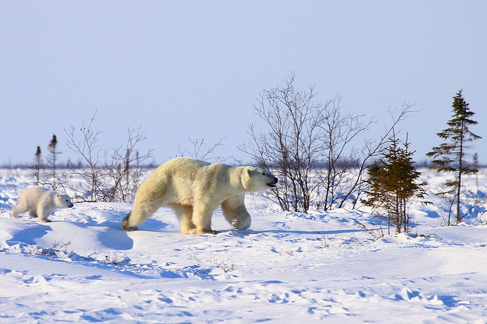 Polar bears15.JPG